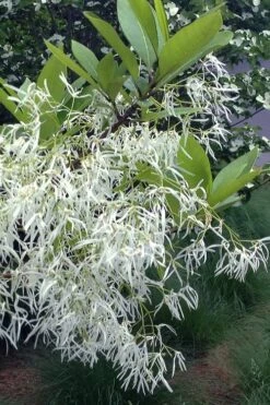 Spring Fleecing Fringe Tree (Chionanthus Virginicus) - 7 Gallon Pot (4-5') 11 Spring Fleecing Fringe Tree (Chionanthus Virginicus) - 7 Gallon Pot (4-5') -Wilson Bros Gardens chionanthus virginicus spring fleecing fringe tree 1