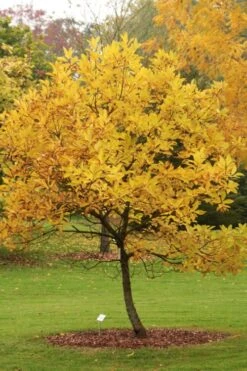 Spring Fleecing Fringe Tree (Chionanthus Virginicus) - 7 Gallon Pot (4-5') 13 Spring Fleecing Fringe Tree (Chionanthus Virginicus) - 7 Gallon Pot (4-5') -Wilson Bros Gardens chionanthus virginicus spring fleecing fringe tree 2
