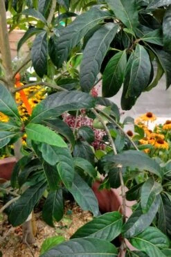Spring Fleecing Fringe Tree (Chionanthus Virginicus) - 7 Gallon Pot (4-5') 12 Spring Fleecing Fringe Tree (Chionanthus Virginicus) - 7 Gallon Pot (4-5') -Wilson Bros Gardens chionanthus virginicus spring fleecing fringe tree 3