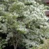 Spring Fleecing Fringe Tree (Chionanthus Virginicus) - 7 Gallon Pot (4-5') -Wilson Bros Gardens chionanthus virginicus spring fleecing fringe tree 5