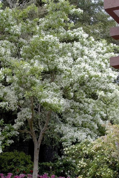 Spring Fleecing Fringe Tree (Chionanthus Virginicus) - 7 Gallon Pot (4-5') 3 Spring Fleecing Fringe Tree (Chionanthus Virginicus) - 7 Gallon Pot (4-5')