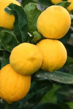 Meyer Lemon Tree (Citrus X Meyeri) - 5 Gallon Pot 10 Meyer Lemon Tree (Citrus X Meyeri) - 5 Gallon Pot -Wilson Bros Gardens citrus meyeri meyer lemon tree 5