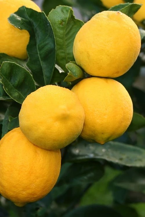 Meyer Lemon Tree (Citrus X Meyeri) - 5 Gallon Pot 6 Meyer Lemon Tree (Citrus X Meyeri) - 5 Gallon Pot - Image 4