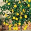 Meyer Lemon Tree (Citrus X Meyeri) - 5 Gallon Pot -Wilson Bros Gardens citrus meyeri meyer lemon tree 6