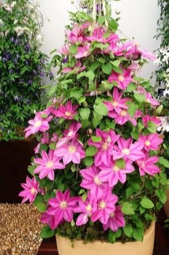 Abilene Clematis - 1 Gallon Pot -Wilson Bros Gardens clematis abilene 13