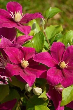 Acropolis Clematis - 1 Gallon Pot 11 Acropolis Clematis - 1 Gallon Pot -Wilson Bros Gardens clematis acropolis 5