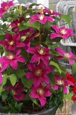 Acropolis Clematis - 1 Gallon Pot 10 Acropolis Clematis - 1 Gallon Pot -Wilson Bros Gardens clematis acropolis 7