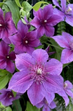 Adam's Courage Clematis - 1 Gallon Pot -Wilson Bros Gardens clematis adams courage 2