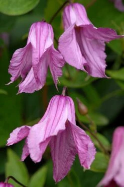 Alionushka Clematis - 1 Gallon Pot