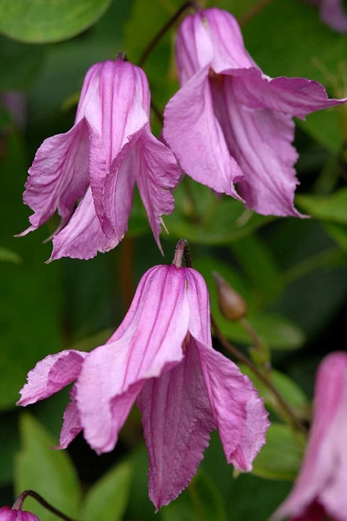 Alionushka Clematis - 1 Gallon Pot 3 Alionushka Clematis - 1 Gallon Pot