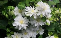 Arctic Queen Clematis - 1 Gallon Pot -Wilson Bros Gardens clematis arctic queen 5