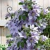 Bernadine Clematis - 1 Gallon Pot -Wilson Bros Gardens clematis bernadine 5