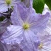 Blue Angel Clematis - 1 Gallon Pot -Wilson Bros Gardens clematis blue angel 1