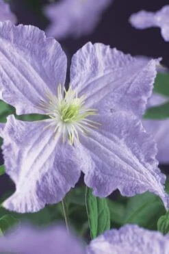 Blue Angel Clematis - 1 Gallon Pot -Wilson Bros Gardens clematis blue angel 2