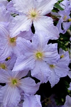 Blue Angel Clematis - 1 Gallon Pot -Wilson Bros Gardens clematis blue angel 6