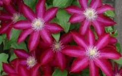 Bourbon Clematis - 1 Gallon Pot -Wilson Bros Gardens clematis bourbon 4