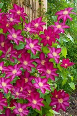 Bourbon Clematis - 1 Gallon Pot -Wilson Bros Gardens clematis bourbon 5