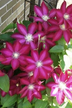 Bourbon Clematis - 1 Gallon Pot -Wilson Bros Gardens clematis bourbon 8