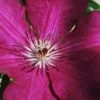 Cardinal Wyszynski Clematis - 1 Gallon Pot -Wilson Bros Gardens clematis cardinal wyszynski 9