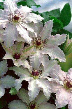 Clair De Lune Clematis - 1 Gallon Pot -Wilson Bros Gardens clematis clair de june 2