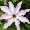 Clair De Lune Clematis - 1 Gallon Pot -Wilson Bros Gardens clematis clair de june 3