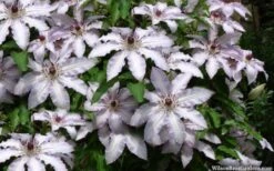 Clair De Lune Clematis - 1 Gallon Pot -Wilson Bros Gardens clematis clair de june 4