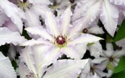 Clair De Lune Clematis - 1 Gallon Pot -Wilson Bros Gardens clematis clair de june 6