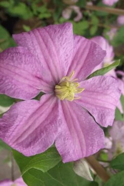 Comtesse De Bouchaud Clematis - 1 Gallon Pot 13 Comtesse De Bouchaud Clematis - 1 Gallon Pot -Wilson Bros Gardens clematis comtesse de bouchaud 2