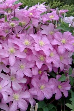 Comtesse De Bouchaud Clematis - 1 Gallon Pot 11 Comtesse De Bouchaud Clematis - 1 Gallon Pot -Wilson Bros Gardens clematis comtesse de bouchaud 3