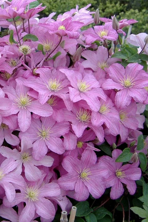 Comtesse De Bouchaud Clematis - 1 Gallon Pot 6 Comtesse De Bouchaud Clematis - 1 Gallon Pot - Image 4