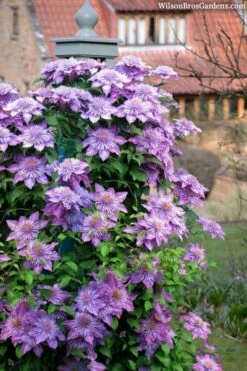Crystal Fountain Clematis - 1 Gallon Pot 10 Crystal Fountain Clematis - 1 Gallon Pot -Wilson Bros Gardens clematis crystal fountain 3
