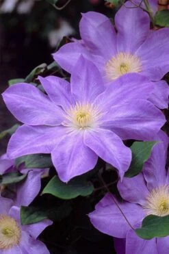 Diana's Delight Clematis - 1 Gallon Pot 13 Diana's Delight Clematis - 1 Gallon Pot -Wilson Bros Gardens clematis dianas delight 2