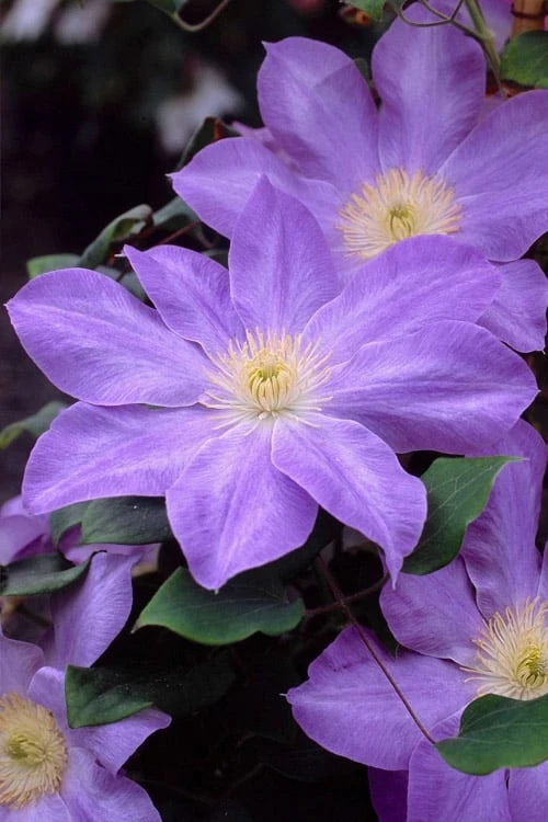 Diana's Delight Clematis - 1 Gallon Pot 8 Diana's Delight Clematis - 1 Gallon Pot - Image 6