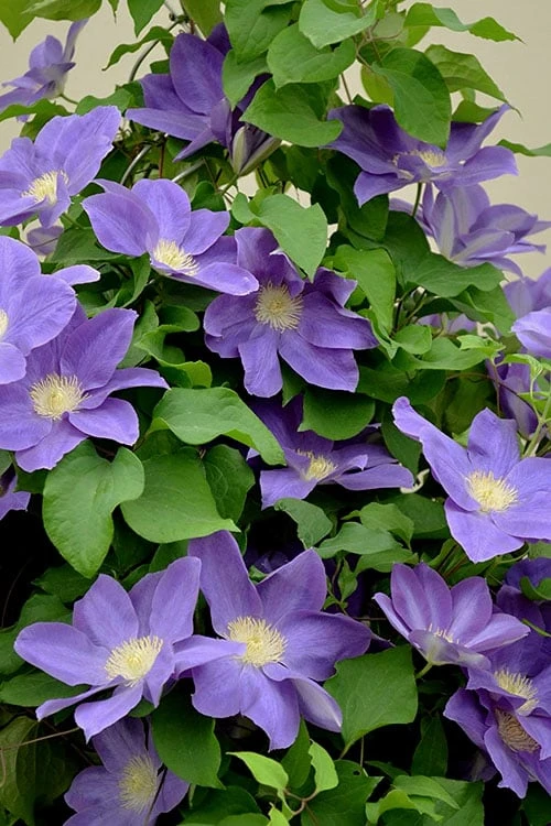 Diana's Delight Clematis - 1 Gallon Pot 6 Diana's Delight Clematis - 1 Gallon Pot - Image 4