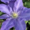 Diana's Delight Clematis - 1 Gallon Pot 2 Diana's Delight Clematis - 1 Gallon Pot -Wilson Bros Gardens clematis dianas delight 500x750 1
