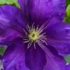 Duchess Of Cornwall Clematis- 1 Gallon Pot -Wilson Bros Gardens clematis duchess of cornwall 3