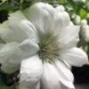 Duchess Of Edinburgh Clematis - 2 Gallon Pot -Wilson Bros Gardens clematis duchess of edinburgh 5 1