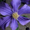 Durandii Clematis - 1 Gallon Pot -Wilson Bros Gardens clematis durandii 10
