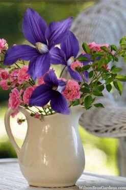 Durandii Clematis - 1 Gallon Pot -Wilson Bros Gardens clematis durandii 13