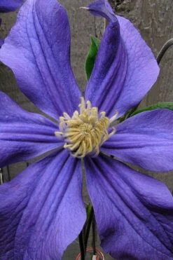 Durandii Clematis - 1 Gallon Pot -Wilson Bros Gardens clematis durandii 4