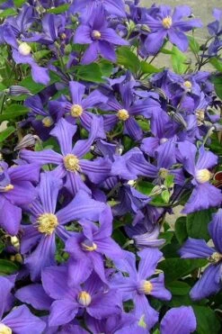 Durandii Clematis - 1 Gallon Pot -Wilson Bros Gardens clematis durandii 7