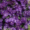 Etoile Violette Clematis - 1 Gallon Pot -Wilson Bros Gardens clematis etoile violette 8