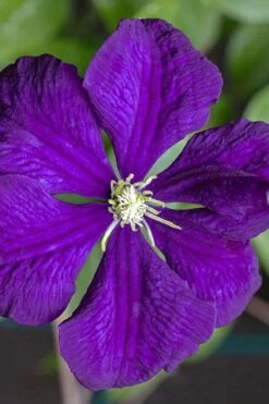 Etoile Violette Clematis - 1 Gallon Pot -Wilson Bros Gardens clematis etolie violette 1