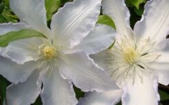 Gillian Blades Clematis - 1 Gallon Pot -Wilson Bros Gardens clematis gillian blades 4