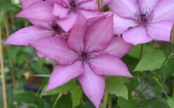 Giselle Clematis - 1 Gallon Pot -Wilson Bros Gardens clematis giselle 12
