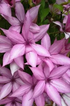 Giselle Clematis - 1 Gallon Pot -Wilson Bros Gardens clematis giselle 13