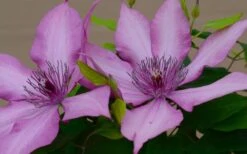 Giselle Clematis - 1 Gallon Pot -Wilson Bros Gardens clematis giselle 7