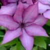 Giselle Clematis - 1 Gallon Pot -Wilson Bros Gardens clematis giselle 9