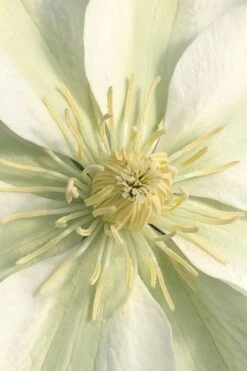 Guernsey Cream Clematis - 1 Gallon Pot 14 Guernsey Cream Clematis - 1 Gallon Pot -Wilson Bros Gardens clematis guernsey cream 1