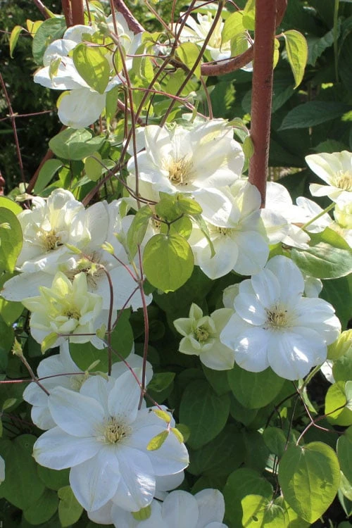 Guernsey Cream Clematis - 1 Gallon Pot 7 Guernsey Cream Clematis - 1 Gallon Pot - Image 5